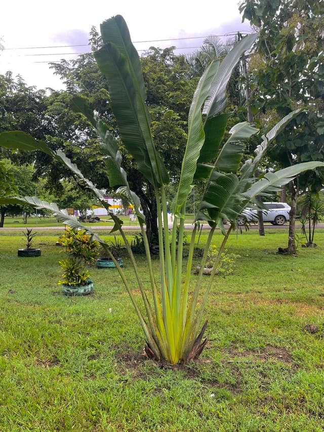 Ravenala Madagascariensis