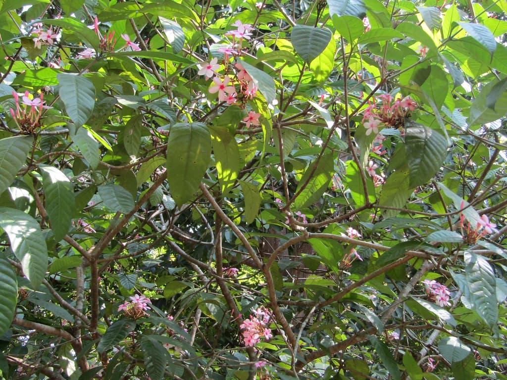 Bauhinia monandra