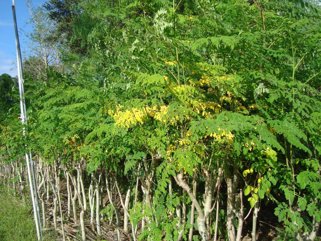 Moringa oleifera