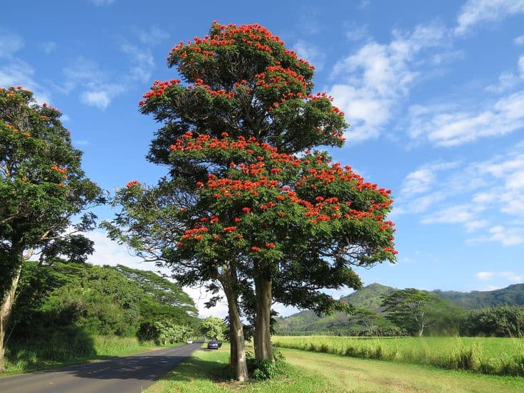 Spathodea campanulata