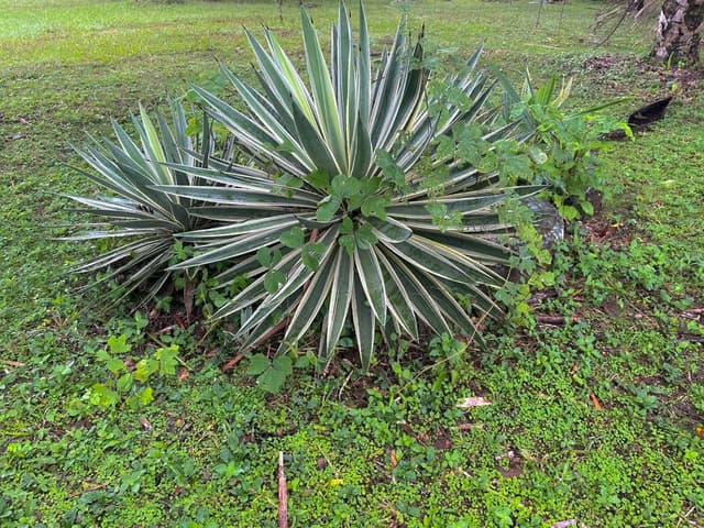 Agave Angustifolia