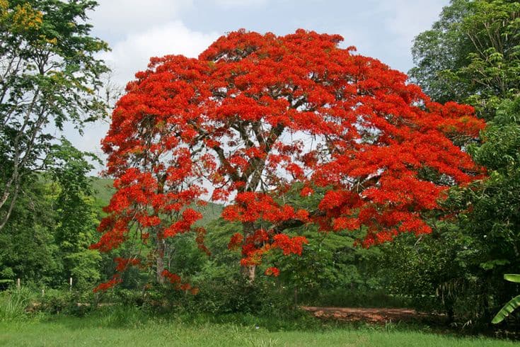 Delonix regia