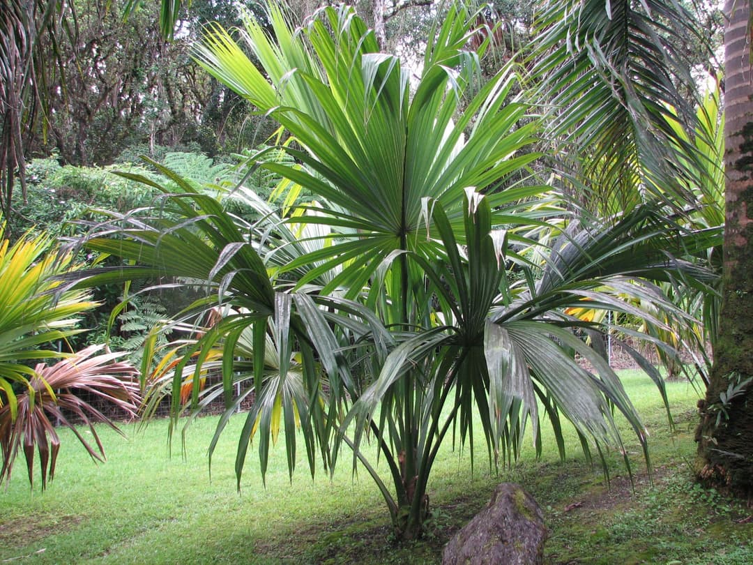 Sabal mauritiiformis