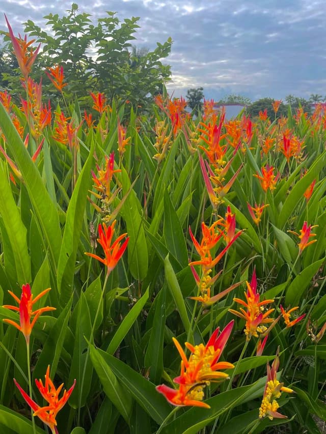 Heliconia Densiflora